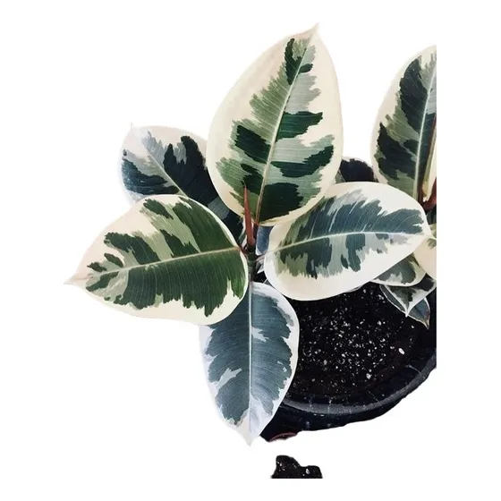 Planta Ficus Elástica, Variegada Verde Blanco Pregunte Envío