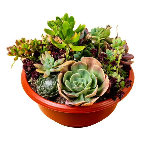 Arreglo Suculenta Plantas De Exterior O Interior