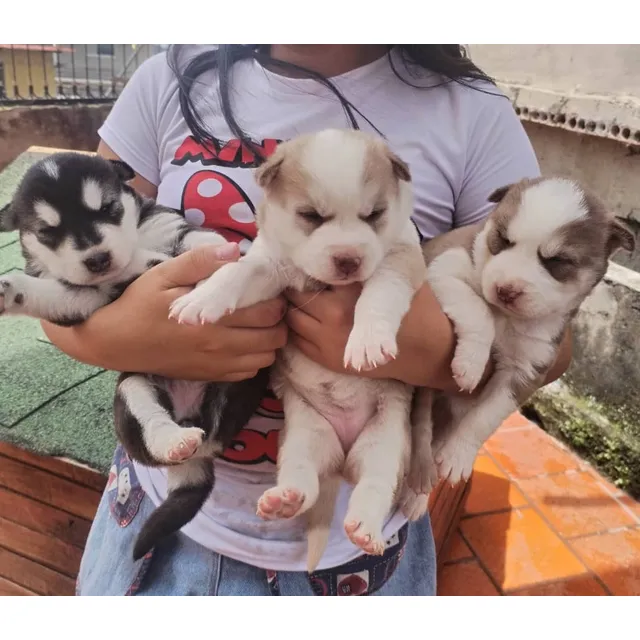 Cachorros Husky Siberianos