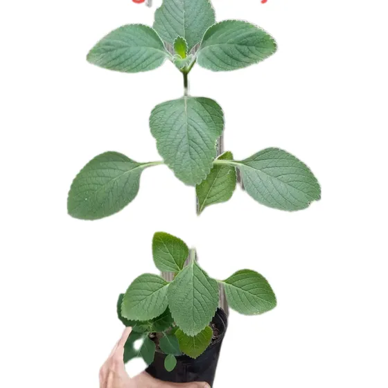 Plantin Oregano Orejon