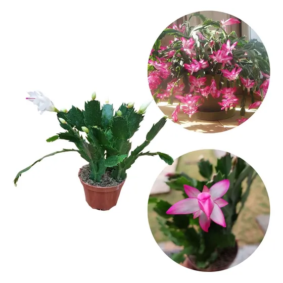 Kit 2 Flor De Maio Cacto Schlumbergera Truncata Cores Mista