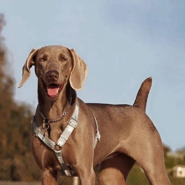 Weimaraner Las Mejores Lineas De Sangre Del Pais Inscritos