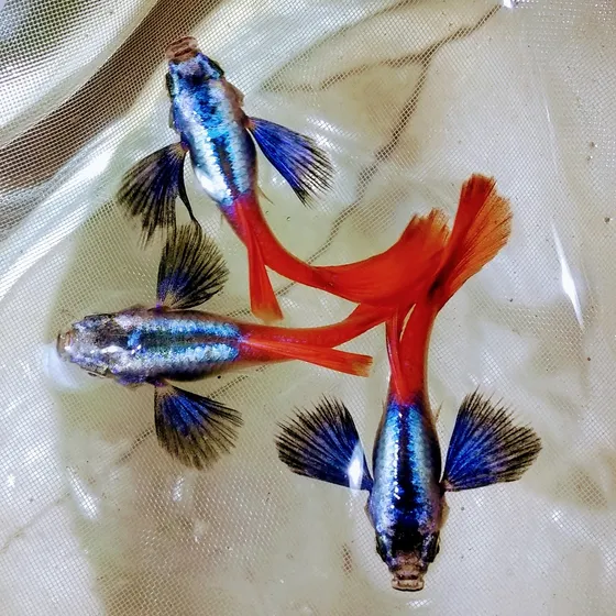 Guppy Dumbo Red Tail (macho)