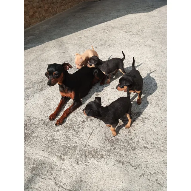 Doberman Pinscher