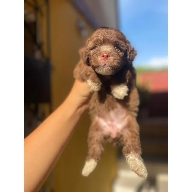 Cachorra French Poodle Mini Toy Hembra Chocolate