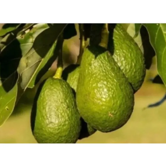  Plantas Palta Orgánicas