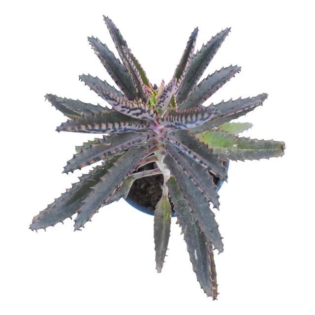 Kalanchoe Daigremontiana Aranto