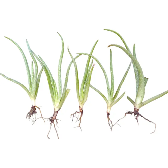 5 Plantas Medianas Áloe Vera Medicinal