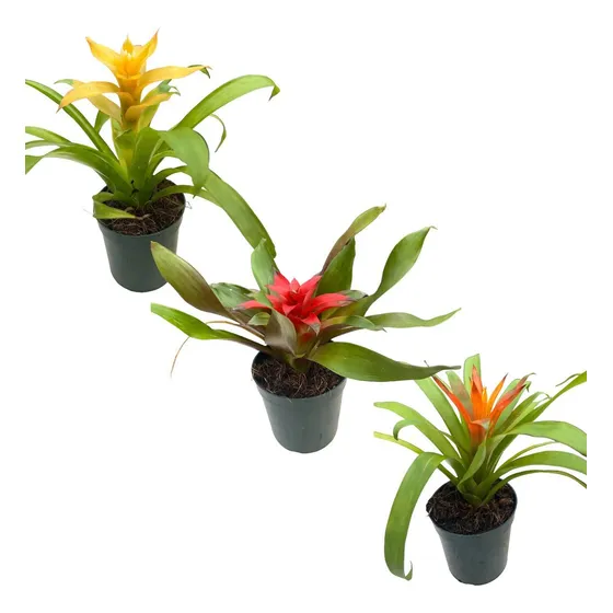 3 Mudas De Bromélia Cores Variadas Entrega Rápida Promoção!!