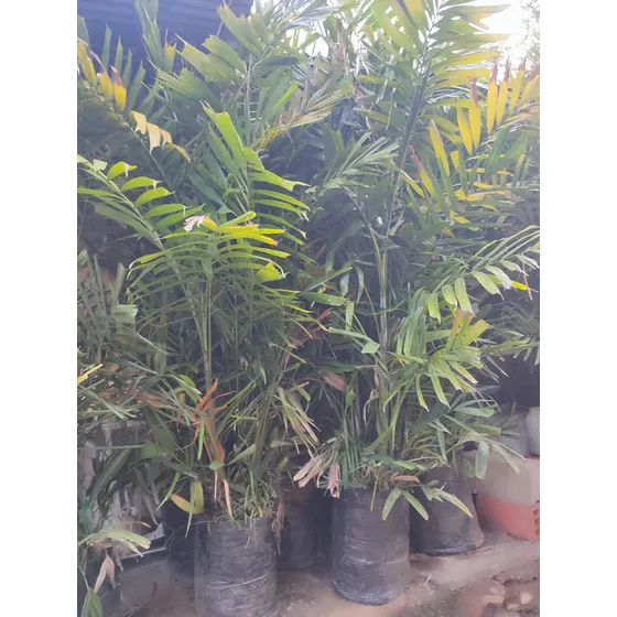 Palma Bambu ( Palma Carabobo)