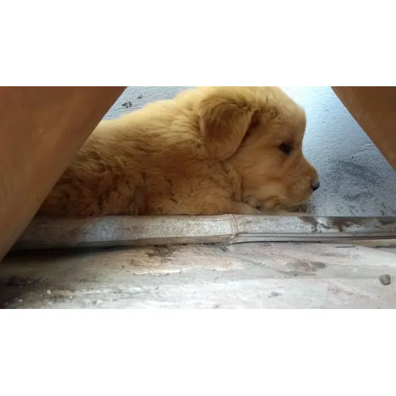 Golden Retriever Puro Y Sano, Criadero De Campo