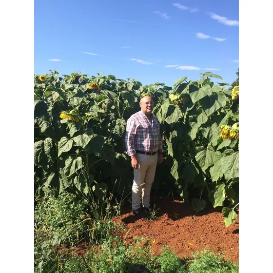 1 Kilo De Semilla De Girasol Forrajero