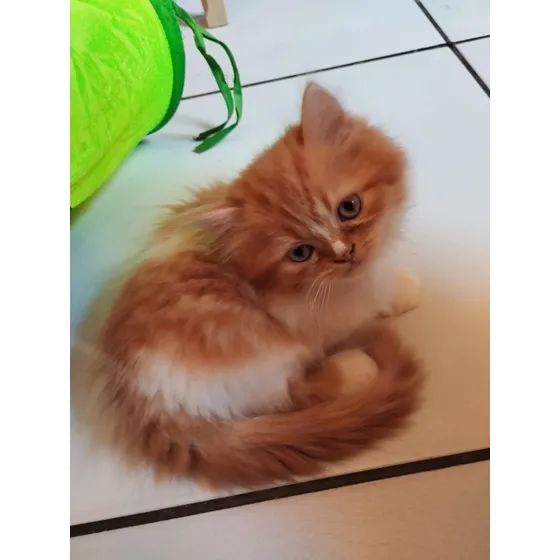 Gato Persa 2 Meses - Pelagem Longa E Macia