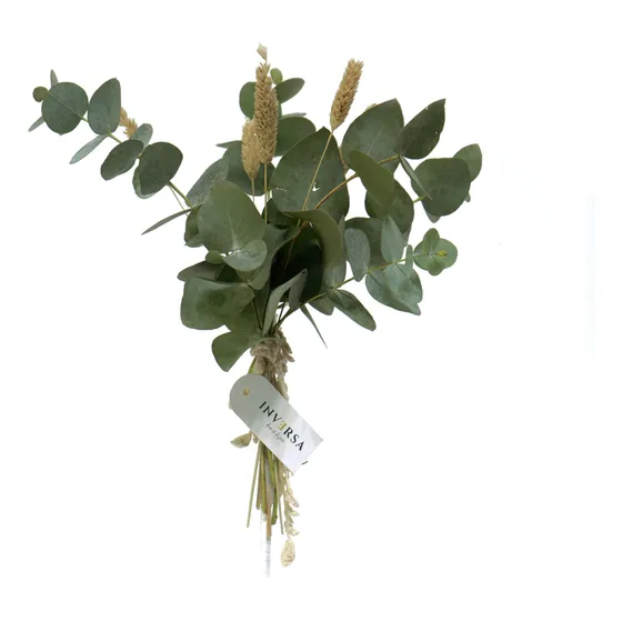 Ramo Flores Secas Preservadas Natural Eucalipto Deco Color Verde
