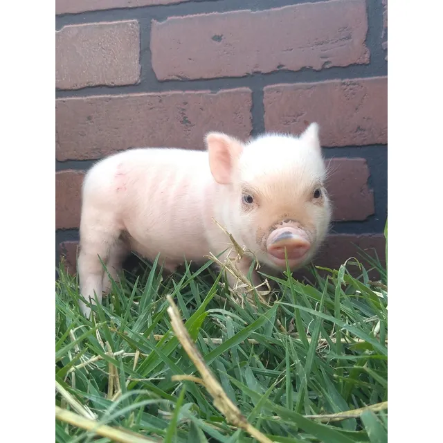 Minipig Mini Pig Mini Pigs