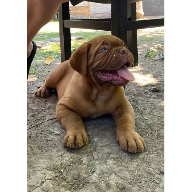 Dogo De Burdeos Cachorros Chocolate