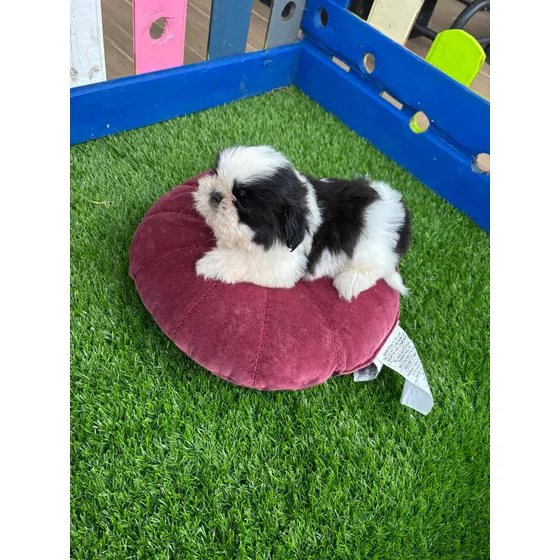 Cachorro