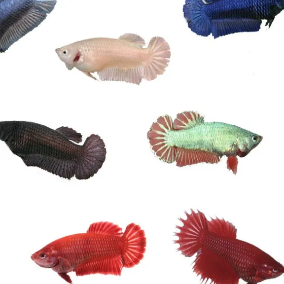 Betta Fêmea 2cm Água Doce - Cores Sortidas