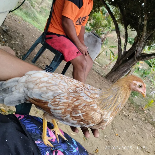 Pollita  Ceniza De 2 Meses