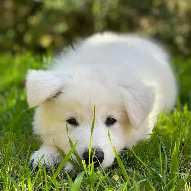 Cachorros Pastor Blanco Suizo Ovejero Aleman Pedigree 