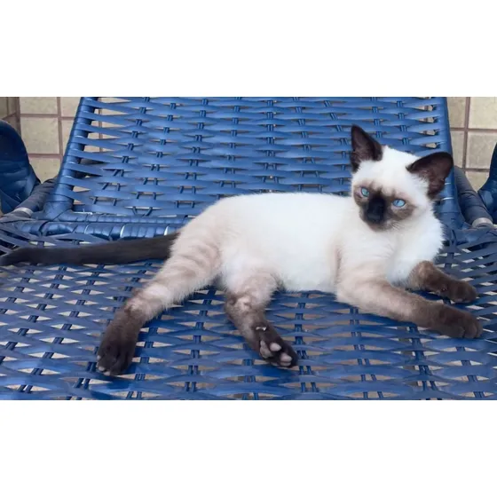 Gatinho Siamês Seal Point 90 Dias Macho Puro