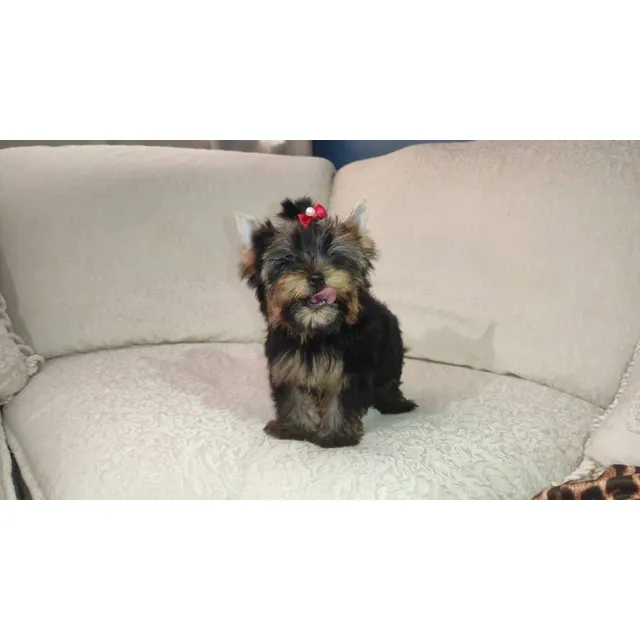Cachorra De Yorkshire Mini