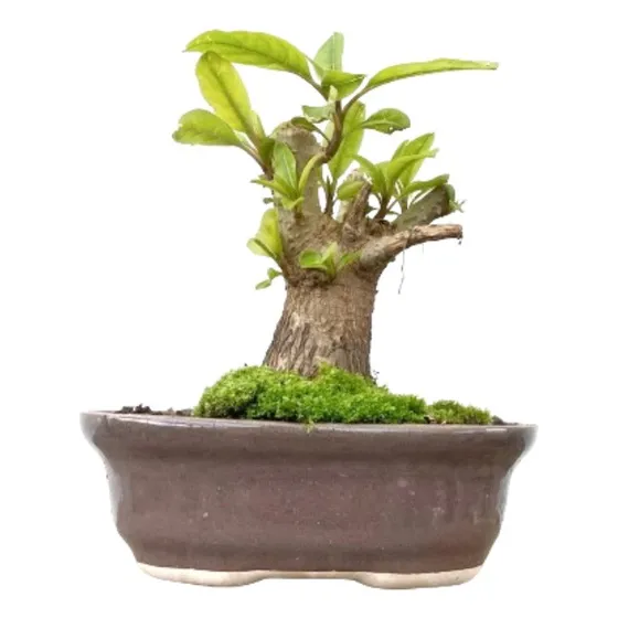 Arteenbonsai Ombu Palo Borracho Ficus Árbol De La Vida Pino