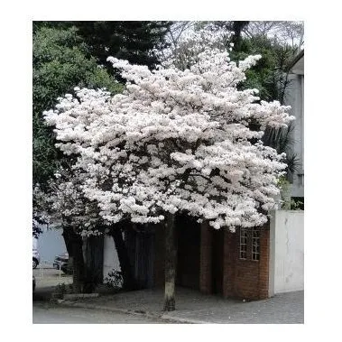 Ipê Branco Sementes Para Mudas E Bonsai