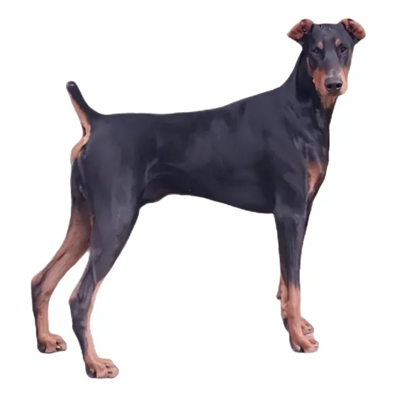 Macho Doberman Para Servicio Criadero Certificado Pedigree