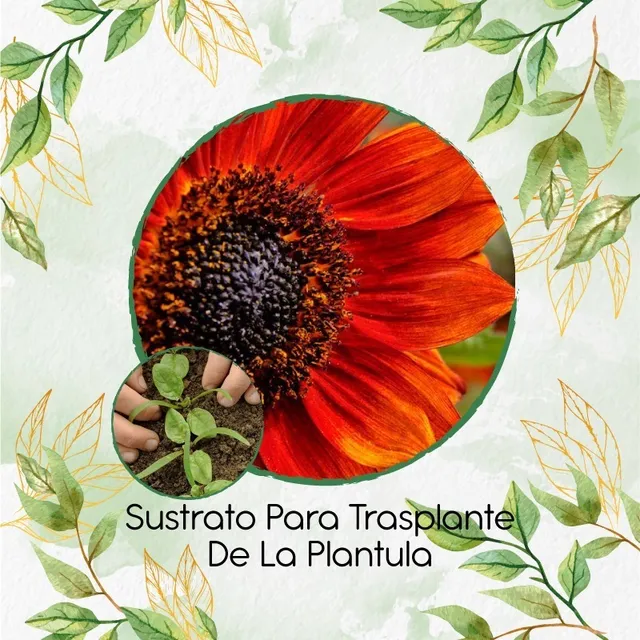 Sustrato Para Trasplante De Flor Maiz De Teja