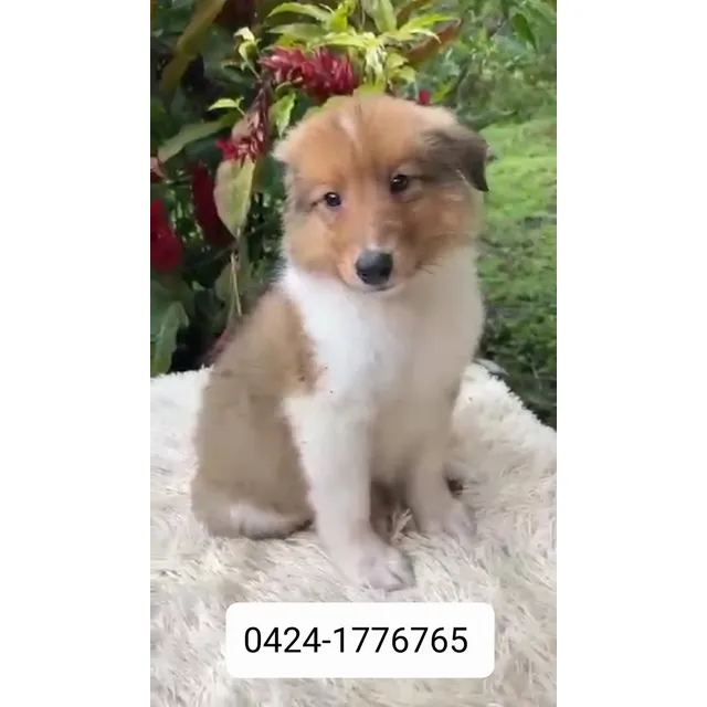 Cachorro Collie ( Lassie)