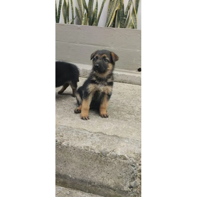 Criadero De Pastor Alemán Puros Venta De Cachorros Bogotá