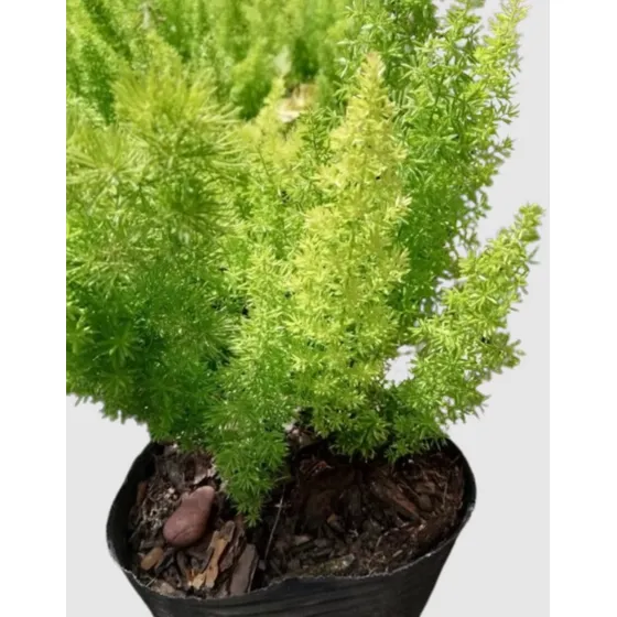 Asparagus Densiflorus Meyeri - Helecho Cola De Zorro