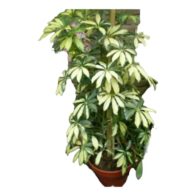 Planta Scheflera Arboricola