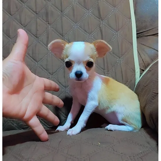 Chihuahua Mini Cabeza De Manzana
