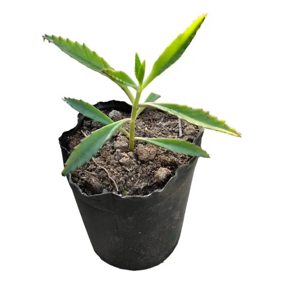 Planta Kalanchoe Daigremontiana Medicinal Envios !!!