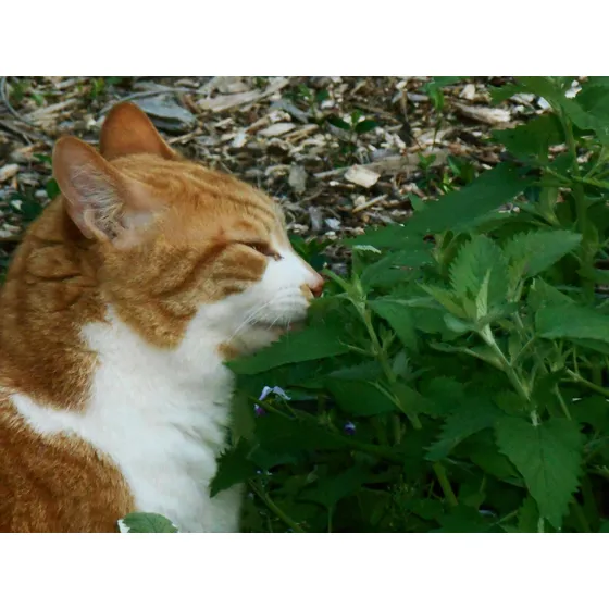 Semillas De Menta Gatera Catnip (18 Sem)