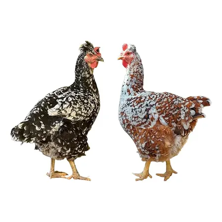 18 Galados Das Verdadeiras Galinha Sertanejas Balão Gsb