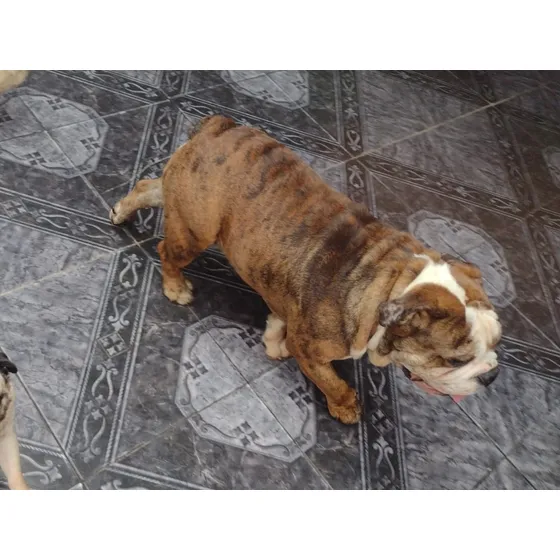 Bulldog Ingles Exótico Fawn Merle Hijo De Ragnar,choco Merle