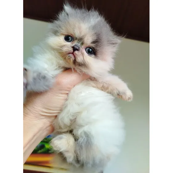 Gatos Persas De Realeza