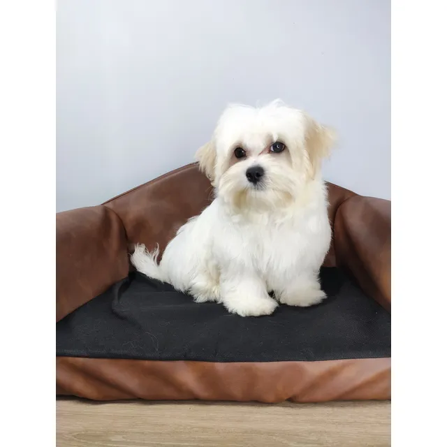 Cachorros Bichon Maltes Raza Pequeña - No Botan Pelo