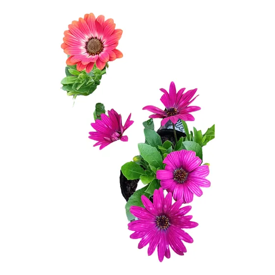 Florales Dimofortecas. Precio Individual