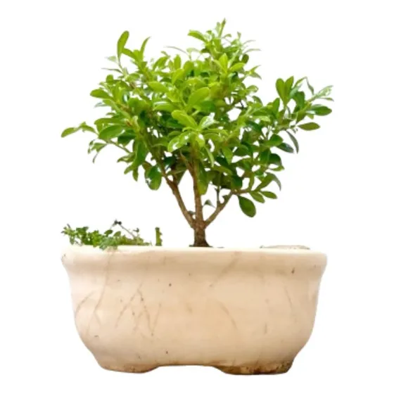 Arteenbonsai Olmo Chino Juniperus Chino Y Enebro
