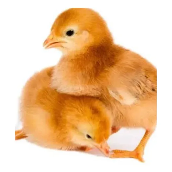 80 Pintinhos Rhode Island Red Padrão Americano