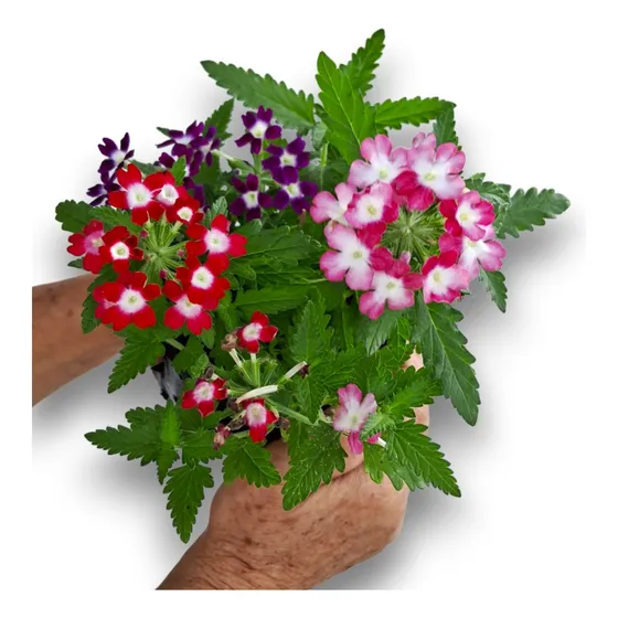 15 Mudas De Verbena - Cores Variadas