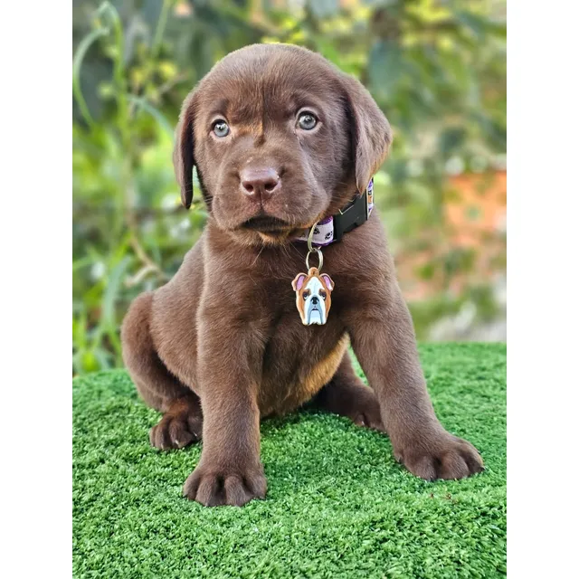 Cachorro Labrador Chocolate Macho Perross Co