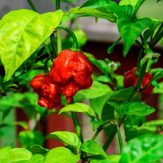 15 Semillas Carolina Reaper Aji Mas Picante Del Mundo + Kit