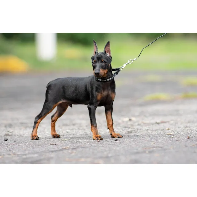 Pinscher Miniatura 