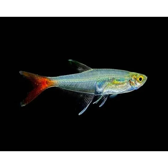 Peixe Tetra Glass Bloodfin Pact Com 5 Prata E Vermelho
