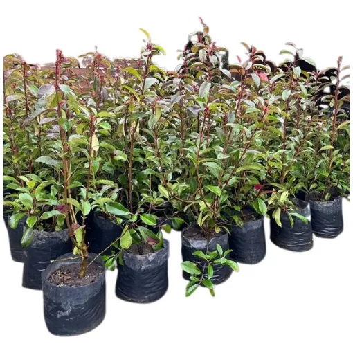 Photinia Fraseri Fotinia 10l Arbusto Plantas Nat Cercos Vivo